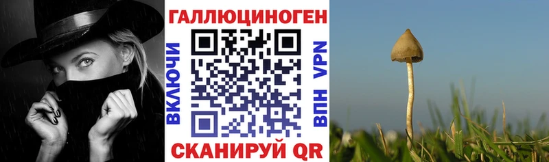 Псилоцибиновые грибы Psilocybine cubensis  Аркадак 